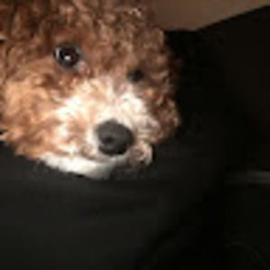 Meet your Posher, Brandon